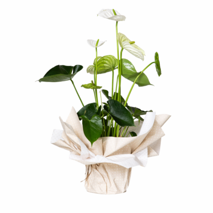 Anthurium