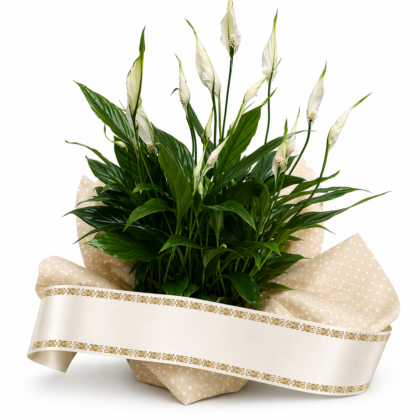 Pianta per ricorrenza funebre