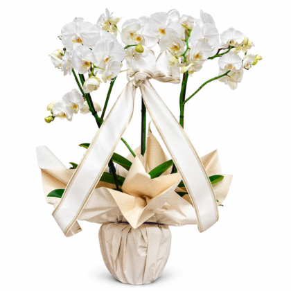 Orchidea grande