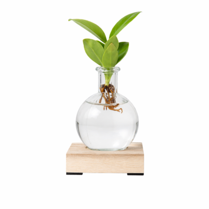 Clusia Idroponica con led