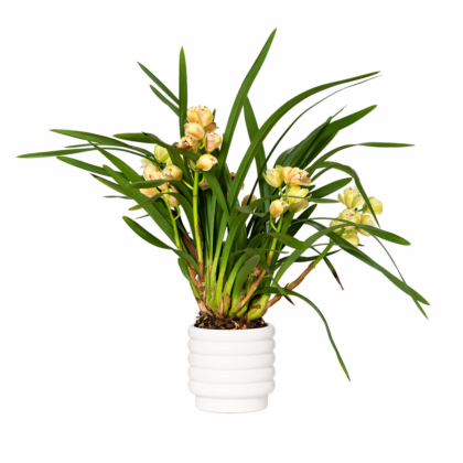Cymbidium